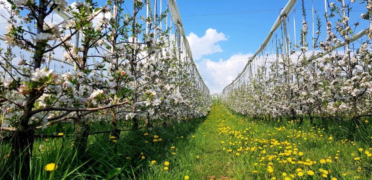 Affittacamere Dolce Sogno Coredo Buitenkant foto